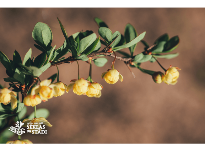 Berberis thunbergii   'Green Carpet'